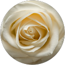 Rose profile picture