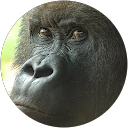 Adam Brunick profile picture