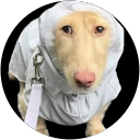 Sam O'Brien profile picture